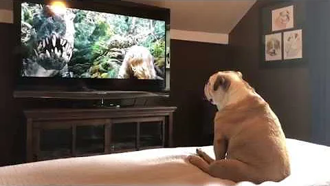 Bulldog Has Incredible Reaction To Actress In Trouble - DayDayNews