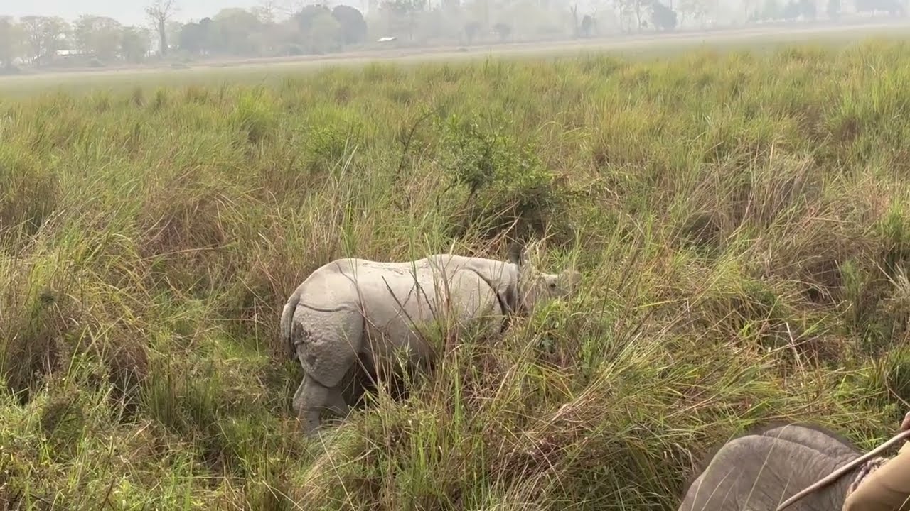 Elephant Safari in Kaziranga 🐘🦏 | Multiple Rhino Sightings & Rare Moments
