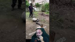 O resgate de Cobra-rei #biologohenrique #animais #bichoesperto #biologo