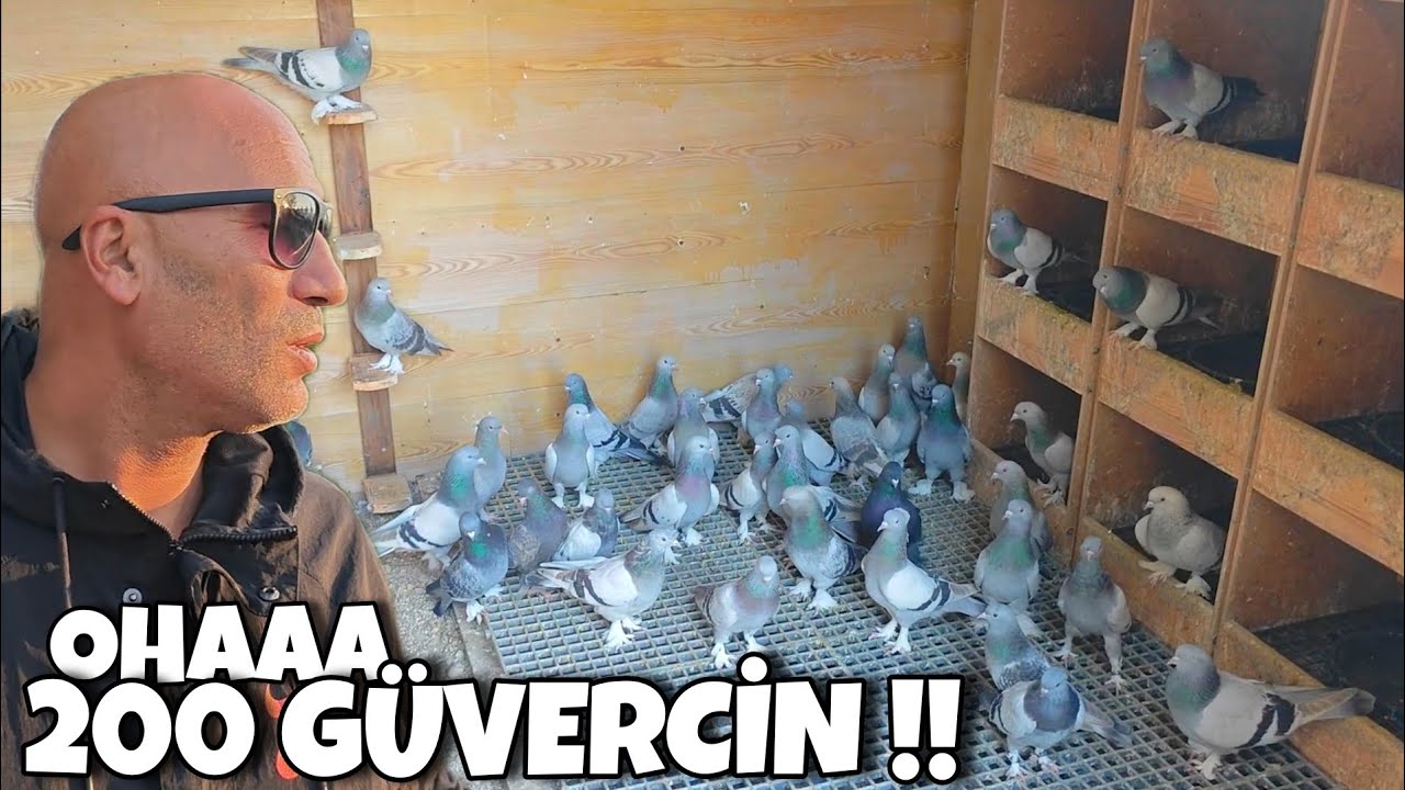 BU KÜMESLERDE KUŞ DEĞİL HAZİNE VAR‼️