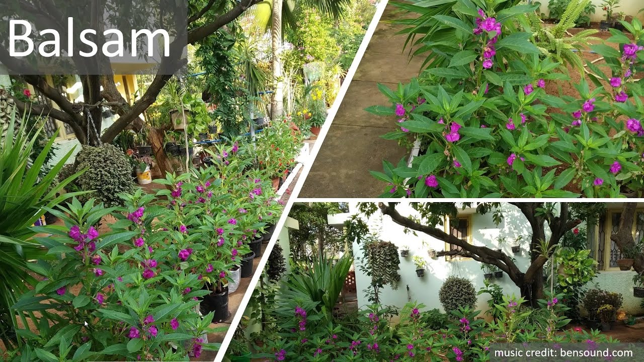 My Moms Garden Part 8 (Balsam)