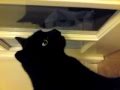 "Mitsi" Cat Chat - True Love for Pepsi? or Unrequited love...
