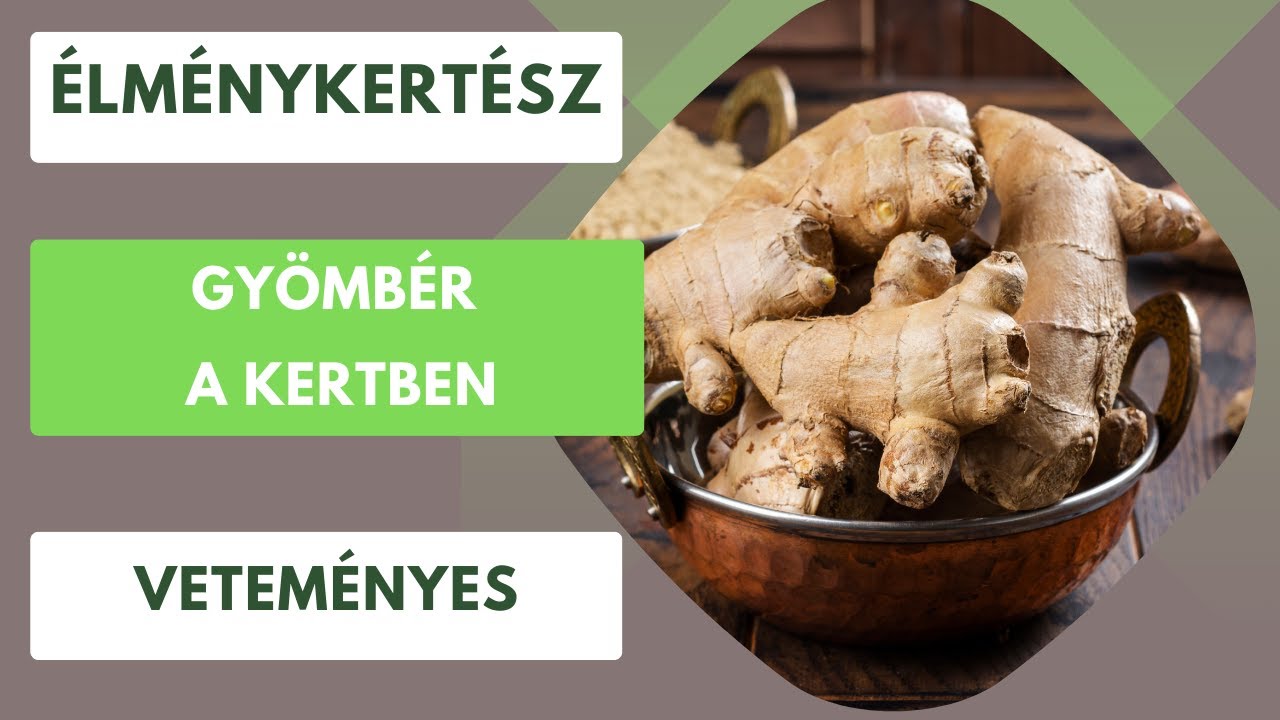 Gyömbér termesztése a kertben?- Bizony bolti gyömbérből ültetvény is lehet!🫚