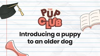 How to Introduce a Puppy to an Older Dog: Expert Tips