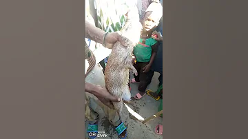 سبحان الله فأر بي حجم أرنب 