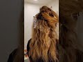 Change your hair change your life overtone pinkhair halloweenhair makeover hairtransformation