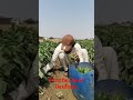 how to sweet pepper Farming Daultala in Pakistan #viral #agriculture