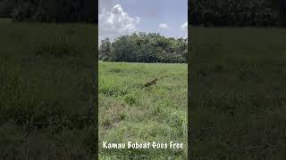 Big Cat Rescue bobcat rehab, Kamau rehab bobcat goes back to the wild!  July 25, 2023