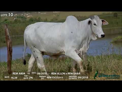 Lote 10 - REM FROZEN