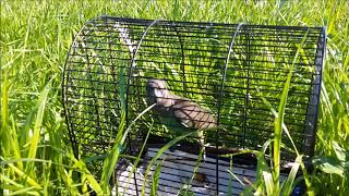 Morning free flight with senegal and meyer parrot