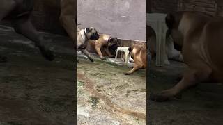 Bull Mastiffs vs Cat #dog #shorts #ghdogtv #bullmastiff