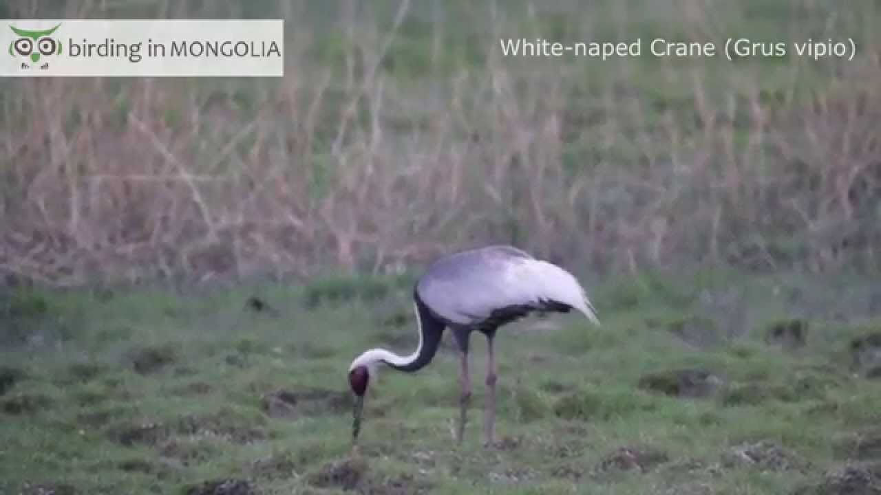 bird app White-naped Crane Mongolia 2015