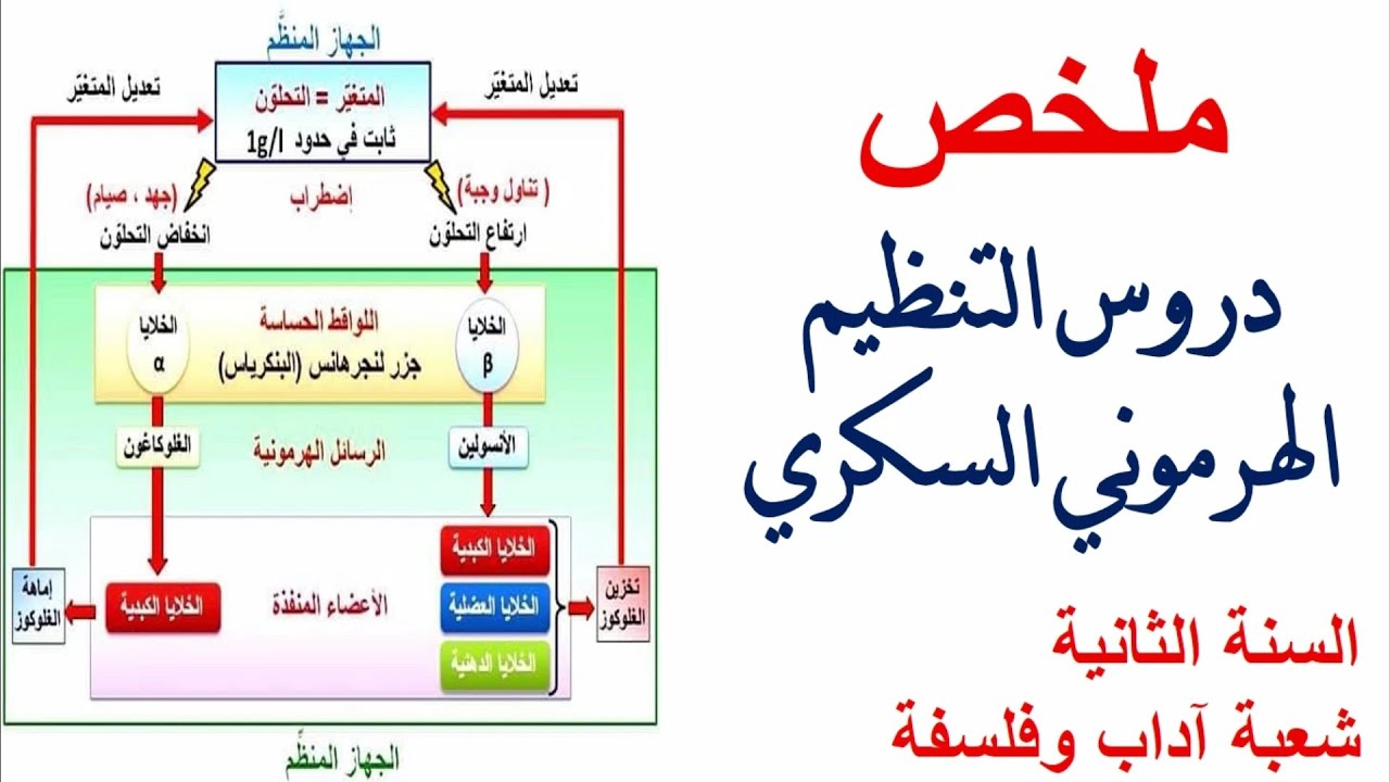 ملخص دروس التنظيم الهرموني السكري للسنة الثانية ادب وفلسفة