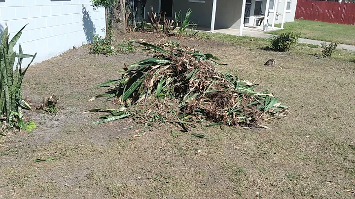 Pruning Overgrown Trees in the Yard