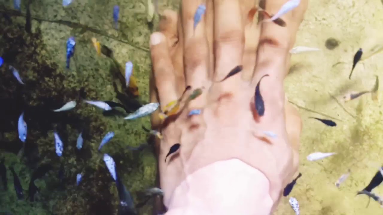 anakan ikan molly balon 
