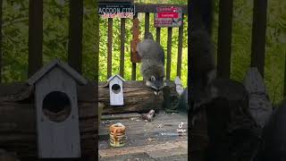 2 More Raccoon Cubs Get To Explore, Peanut Butter Club , By R Conyard