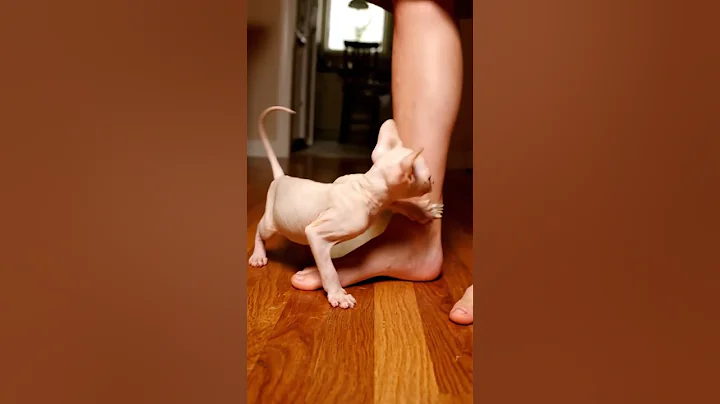 Video 11877821: sphynx baby