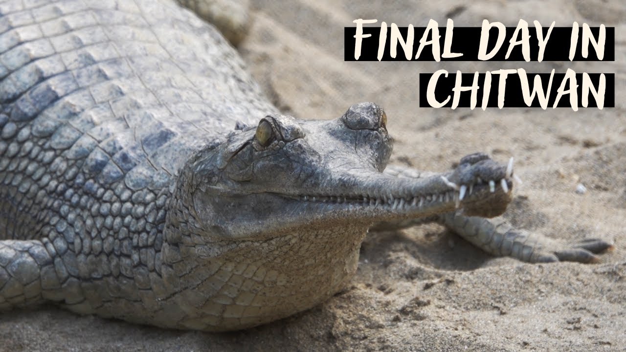 Final Safari Drive for Tigers in Chitwan National Park