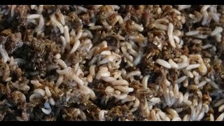 видео: Куры- перепела, Выращиваю протеиновый корм- Опарыша. картинка: Куры- перепела, Выращиваю протеиновый корм- Опарыша.