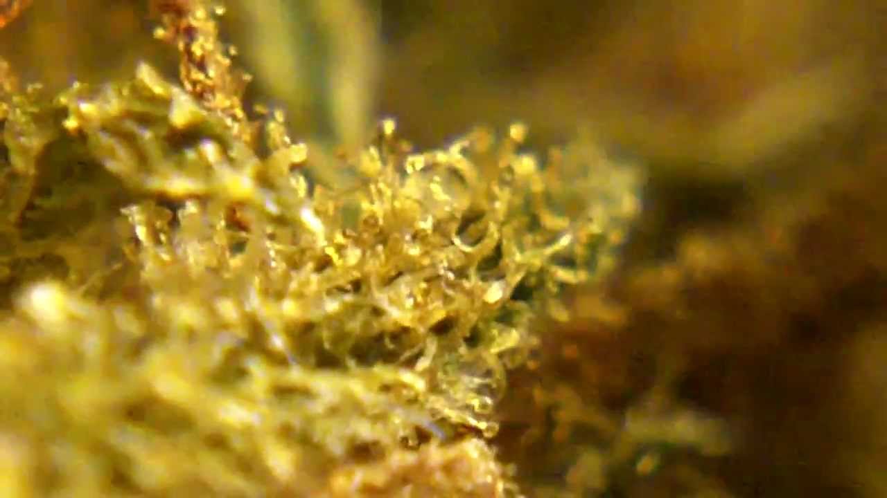 Ep 104 Cherry Haze Hd 1080p Bud Reeferman SEEDS WEED Review BUds close up Ganja