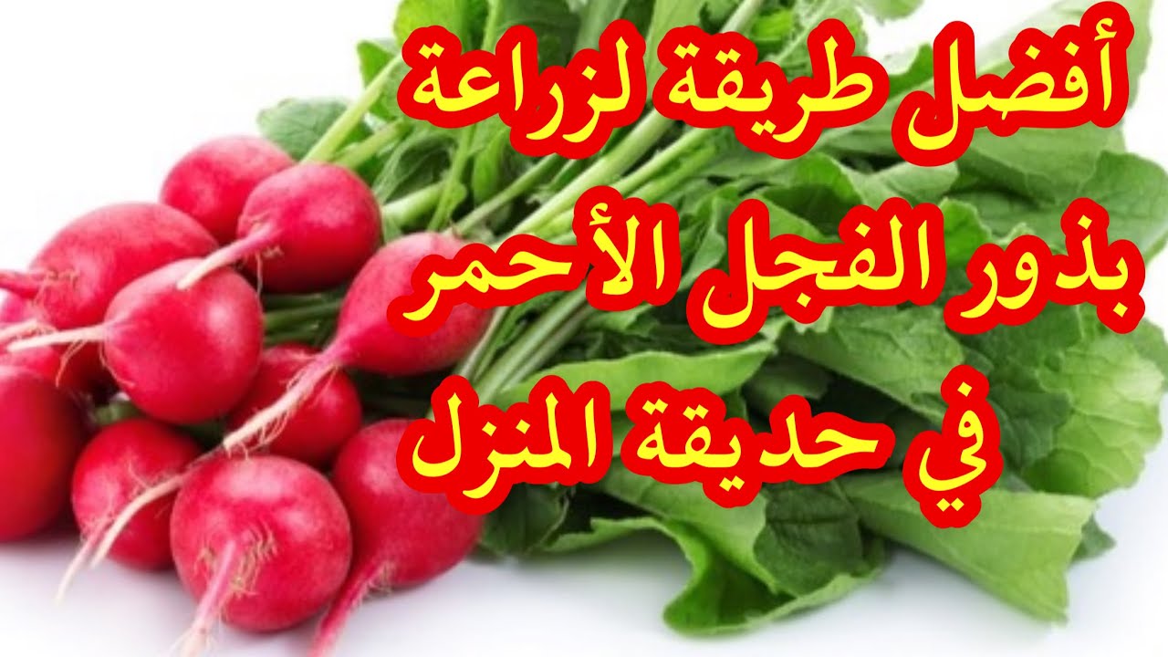 طريقة زراعة بذور الفجل الأحمر بحديقة المنزل 11فبراير 2021