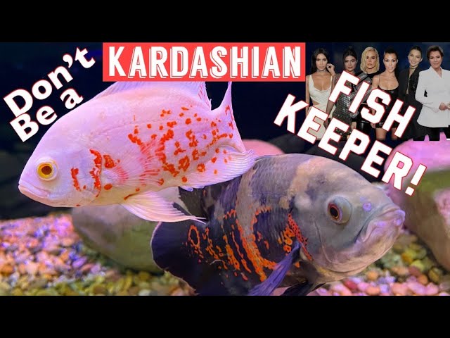 Don't Be a “FASHION FISH KEEPER!” 