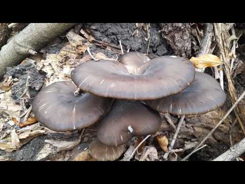 THE BEST MUSHROOMS OF AUTUMN