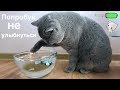 Британский кот ЛОВИТ РЫБУ и не БОИТСЯ воды / British cat Harry