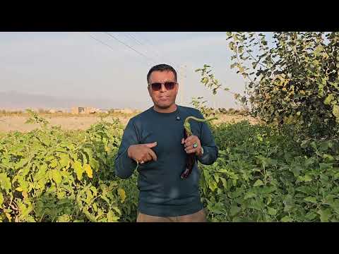 آموزش کاشت و پرورش بادمجان به زبان ساده