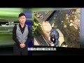 熱線追蹤 2015-04-20 少妻殺夫