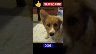 Baby Dog #cute puppy barking #4k #shorts