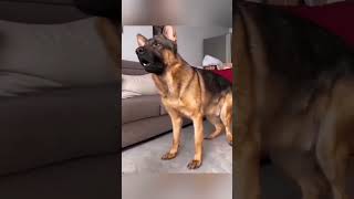 #funnydogs#cute#doglover#doglife#cure#dogshorts#pet#doglife#dogshorts