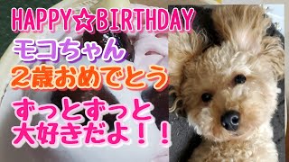 【トイプードル】モコ2歳の誕生日♡おめでとう!!にぎやかに~お祝いするパパとママ♡ ずっとずっと大好きだよ!! Happy Birthday Moko 【トイプードル】モコ2歳の誕生日♡おめでとう!!にぎやかに~お祝いするパパとママ♡ ずっとずっと大好きだよ!! Happy Birthday Moko