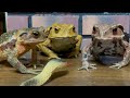 Snake Extermination 🐍 Dinosaur Extermination 🦖 (Toad & Toad & Toad) Japanese Toad