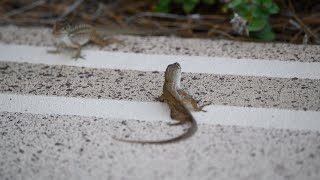 Lizard Pro Wrestling Match by Alan Terwilleger 16 views 7 days ago 2 minutes, 21 seconds