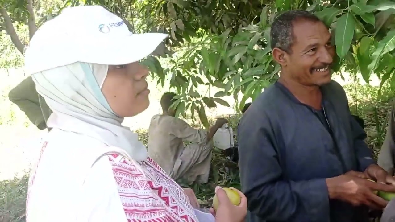 خطوات سهلة  مع دكتور/صلاح يحيى -  لاختيار المانجو الناضجة وعميات ناجحة لجنى المانجو -: دليل عملي!