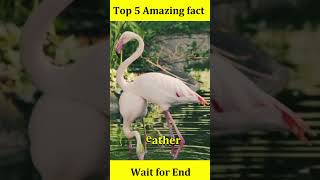 Top 5 Amazing Animal Fact