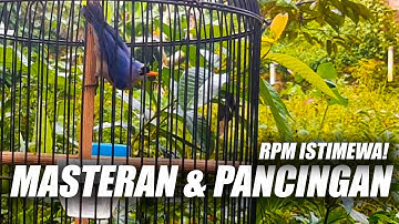 RPM! RAMBATAN PARUH MERAH GACOR DOR NGEBREN FULL ISIAN PANJANG BAGUS BUAT SUARA PANCINGAN & MASTERAN