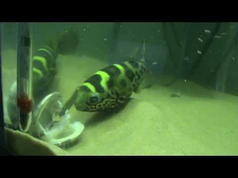 Sharz Ceylon Puffer - YouTube