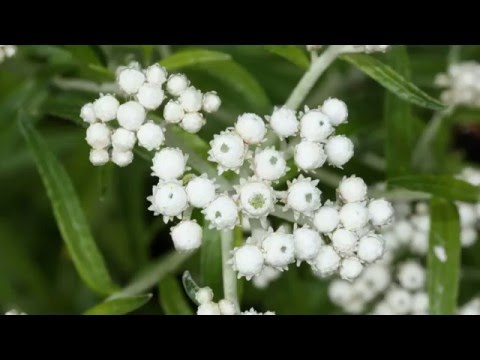 Анафалис (Anaphalis) - многолетнее травянистое растение семейства астровые (Asteraceae)