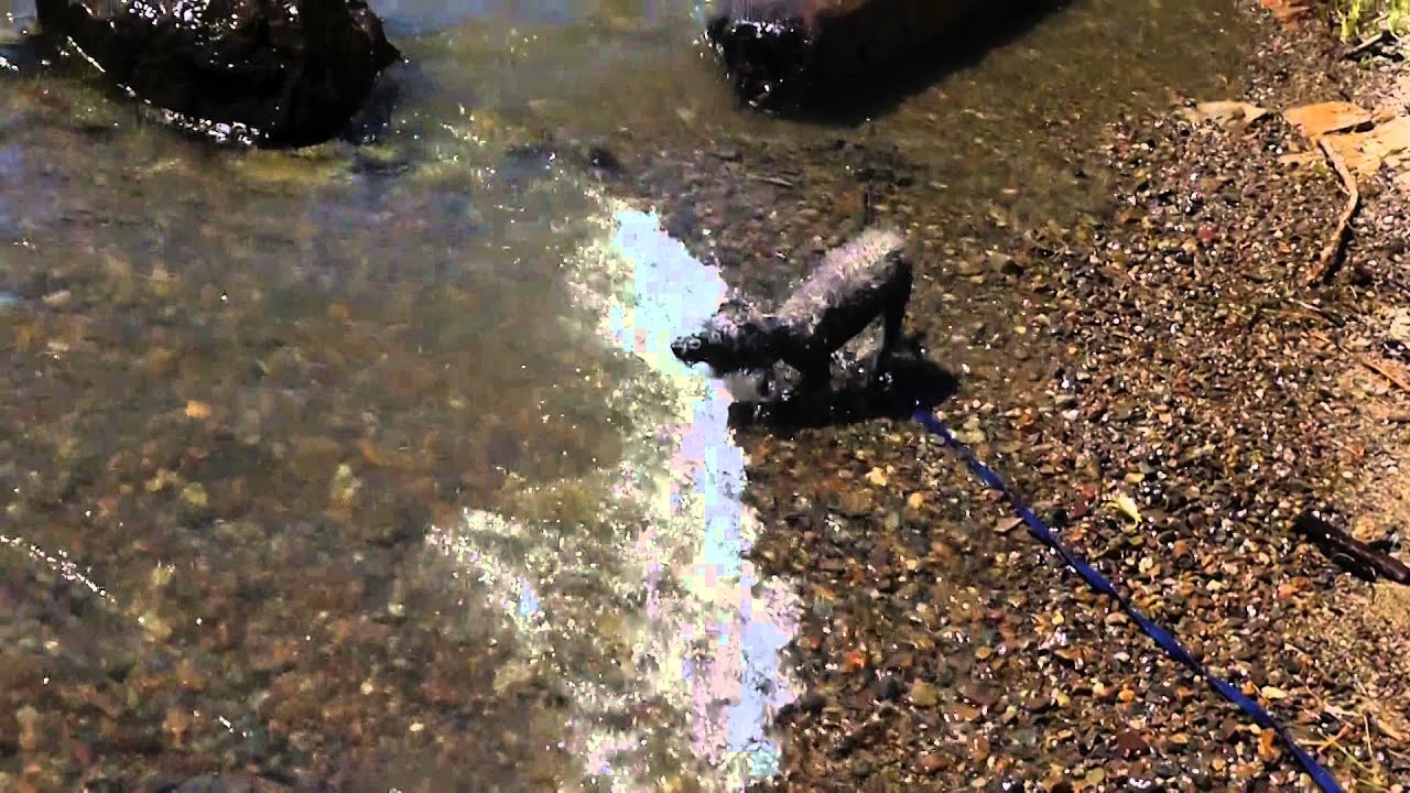Vinny catches some waves YouTube Vinny catches some waves YouTube