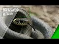 The Secret Life Of Snakes | Tamil HD | Part 3.