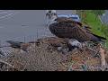 NG2 Delivers A Dried Bush To Hellgate Osprey Nest, It Quickly Gets Removed | May 22, 2026