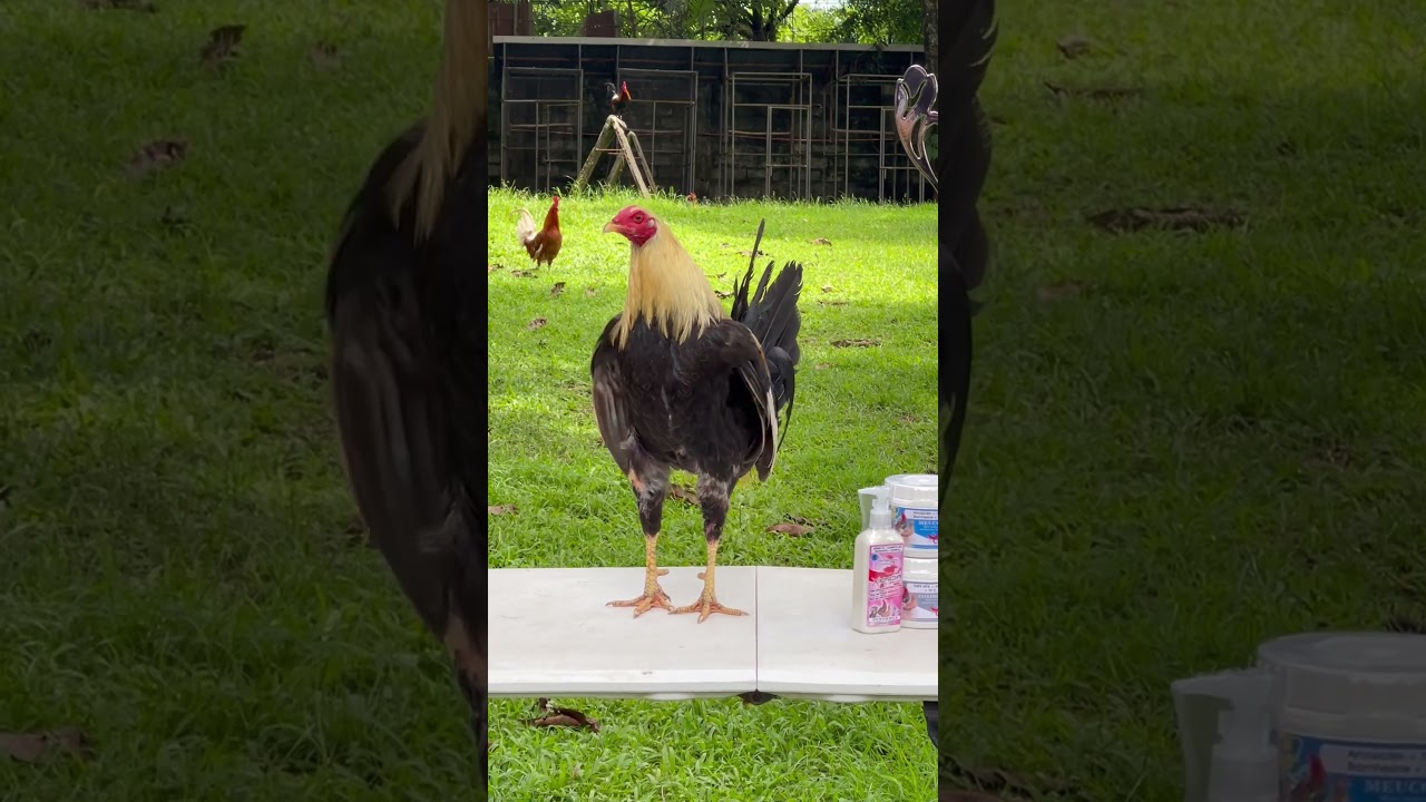 Claret x Grey, 2024 World Slasher Cup2 champion, Tonio and Mica Gamefarm 