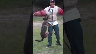 Anthony Panza Attacked By K9 Dogs #shorts