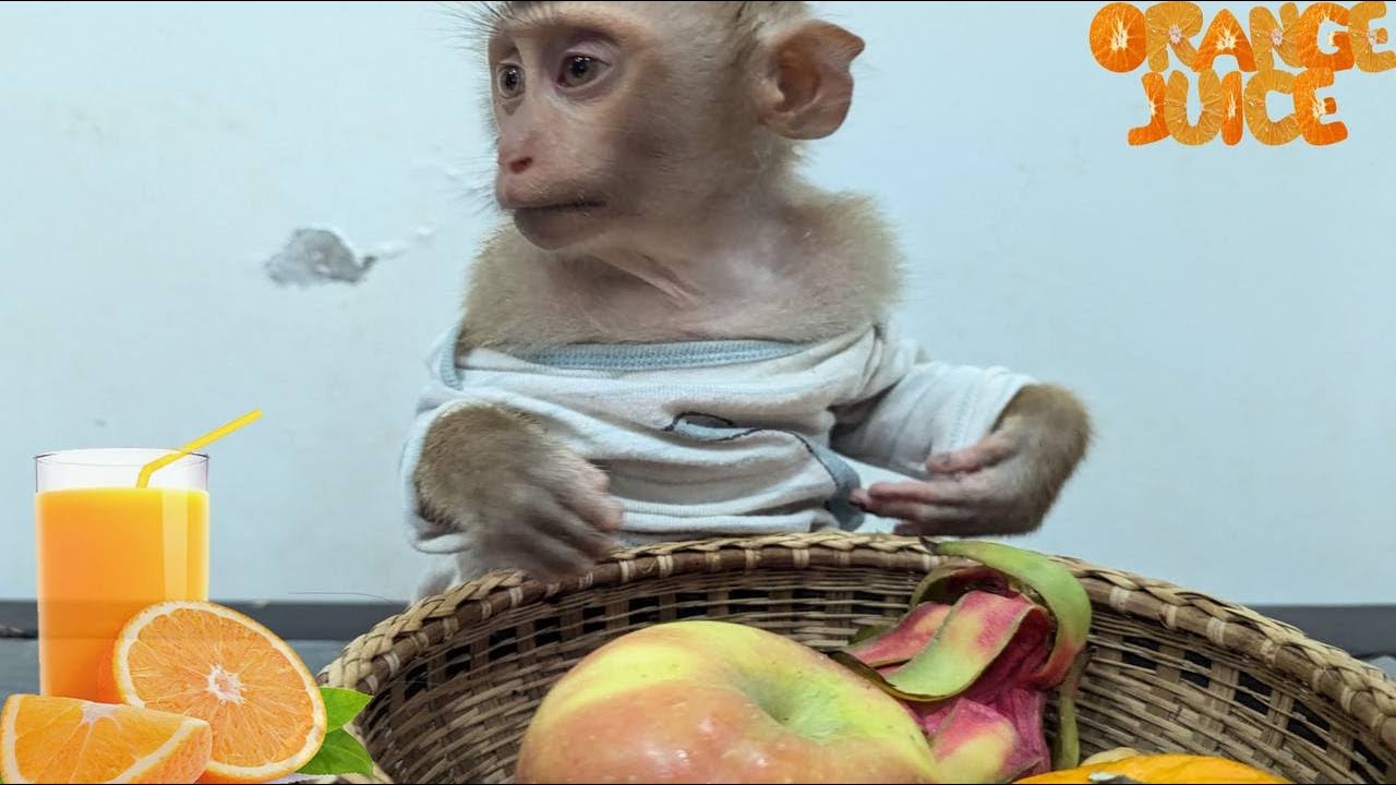 Mom make fresh orange juice for Monkey Bryyan