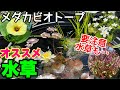 メダカビオトープオススメ水草!○○水草は注意! メダカ睡蓮ビオトープ