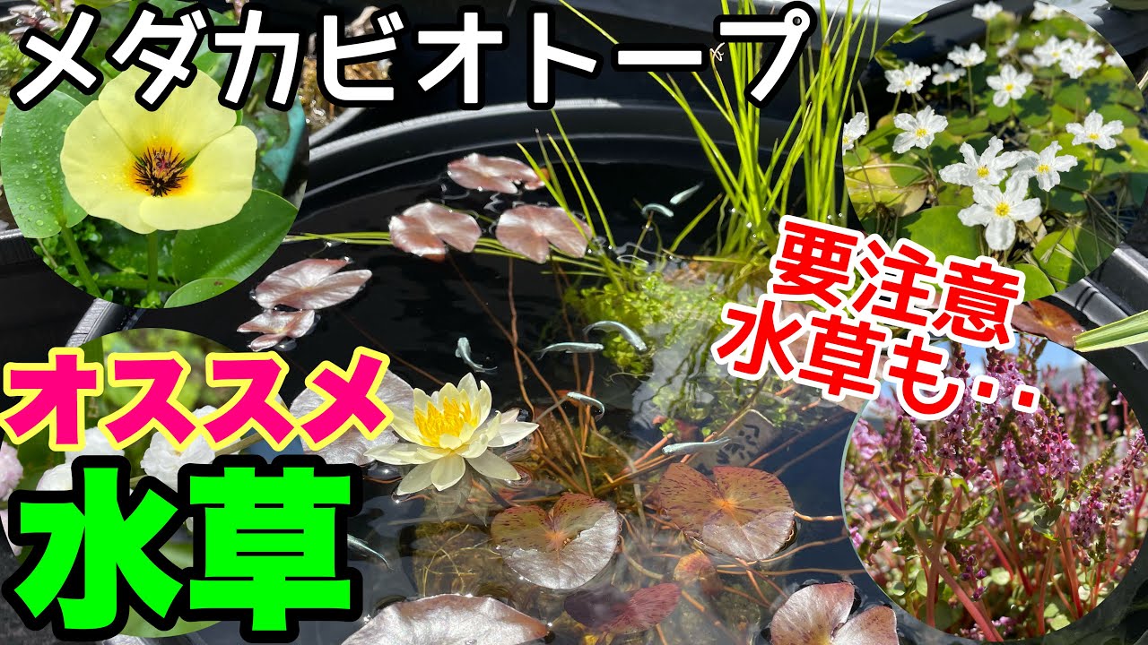 メダカビオトープオススメ水草！○○水草は注意！　メダカ睡蓮ビオトープ