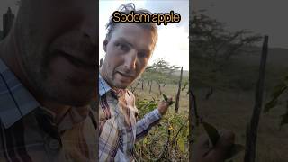 sodom apple as medicinal plant #medicinalplants #tonsilitis #kenya