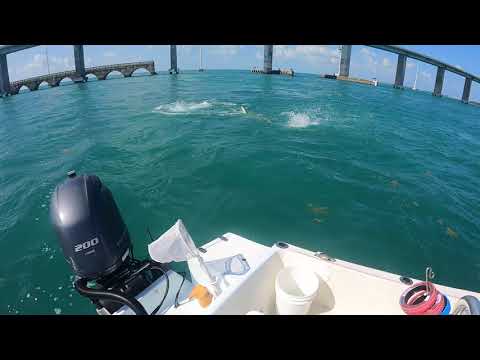GIANT Hammerhead stole our Tarpon!!